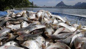 Ryby jsou stále více zamořeny mikroplasty, které u nich navíc zřejmě způsobují i parazity.