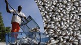 Fuj, ten zápach! Rio De Janeiro zahltily tuny mrtvých ryb