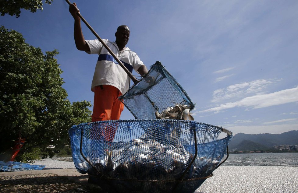 Pracovníci odklízejí ryby ve velkém