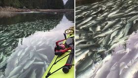 Video s tisícovkami mrtvých lososů vyděsilo lidi po celém světě.