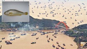 Každoročně v Číně vypuká rybářské šílenství.