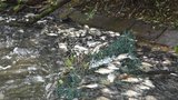 Desítky mrtvých ryb v krčském rybníku! Uhynuly kvůli poruše v kanalizaci