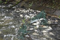 Desítky mrtvých ryb v krčském rybníku! Uhynuly kvůli poruše v kanalizaci