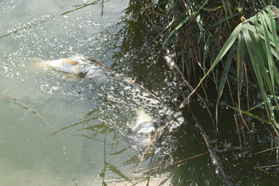Heřmanický rybník, na hladině plavou mrtvá těla ryb.