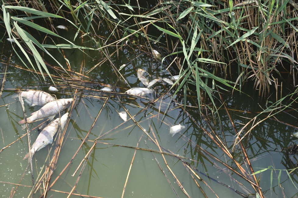 Heřmanický rybník, na hladině plavou mrtvá těla ryb.