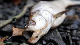 Udusily se! Na Znojemsku uhynuly stovky ryb, kvůli vedru neměly dostatek kyslíku