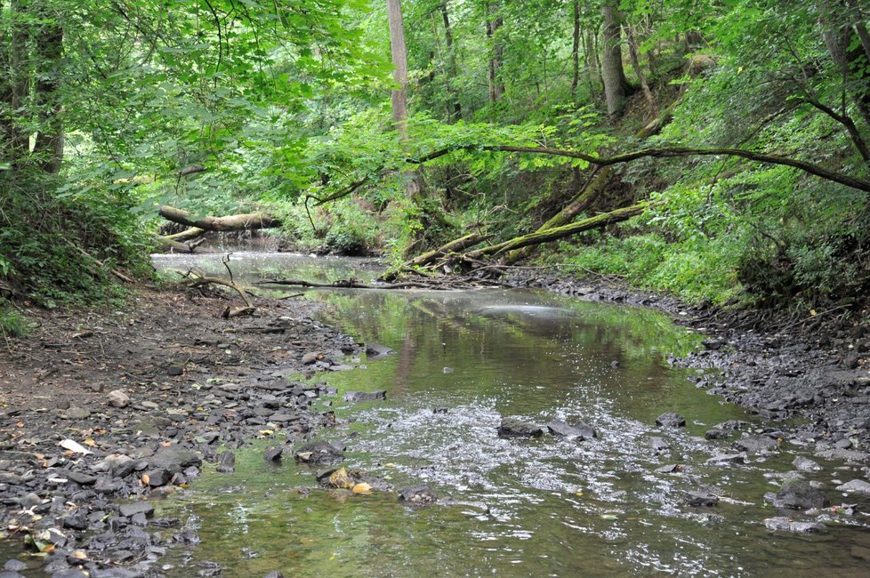 Málo vody a nedostatek kyslíku je patrně za úhynem desítek ryb v řece Rokytná v Moravském Krumlově.