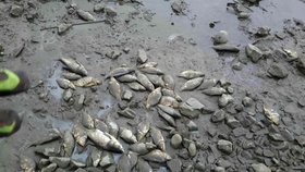 Rybníkářství Pohořelice dokončuje likvidaci uhynulých ryb.