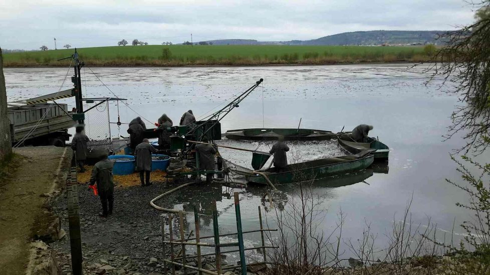Rybníkářství Pohořelice dokončuje likvidaci uhynulých ryb.