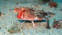 Galapágská netopýří ryba