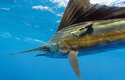Vědci migraci sledují s pomocí geolokačních sond umístěných na rybách