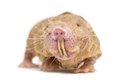 Rypoš lysý je úplně holý a slepý, na první pohled připomíná sotva narozené myší nebo potkaní mládě