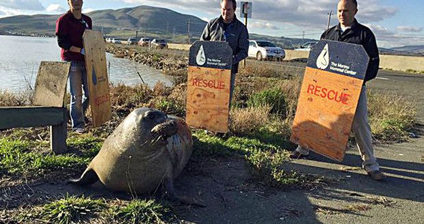 Samička vážila 225 kilogramů.