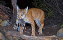 Jako kojot velký rys červený (Lynx rufus) loví hlavně drobné hlodavce a ptáky