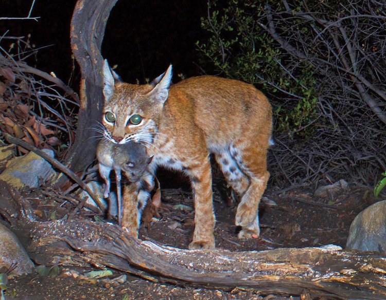 Jako kojot velký rys červený (Lynx rufus) loví hlavně drobné hlodavce a ptáky