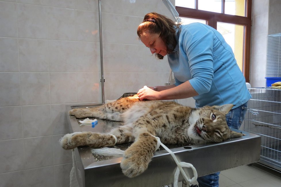 Veterinářka vyndává malému rysovi z nohy kovovou výztuhu