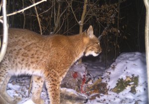 Unikátní snímek z fotopasti.Podle všeho samice rysa ostrovida si oblíbila Moravský kras. Vědce a ochránce přírody pochopitelně zajímá, odkud přišla a zda se tady usadí nastálo