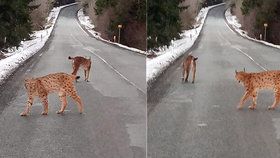 Rysové se namlouvali přímo na silnici na Šumavě. Jde přitom o velice plachá zvířata.