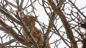 Hasiči v Dobré na Frýdecko-Místecku zachránili mládět rysa ostrovida z koruny stromu.