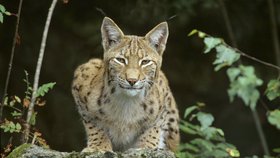 Rys kousl v neděli v plzeňské zoo zhruba pětiletého chlapce.