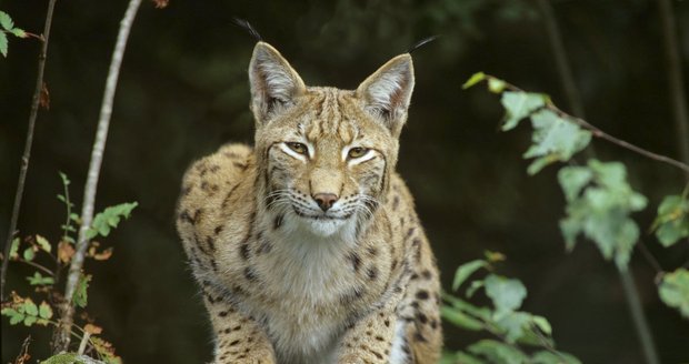 Rys kousl v neděli v plzeňské zoo zhruba pětiletého chlapce.