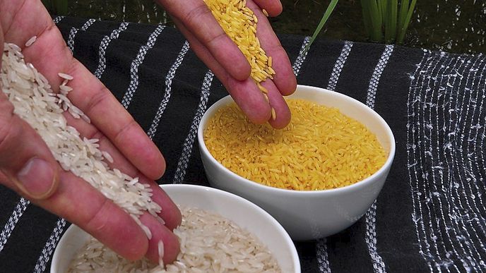 Kontroverzní „zlatá rýže“