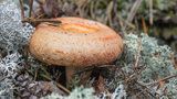 Atlas nejedlých hub: Mykologové radí, na které druhy si dát v lese pozor