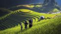 Fascinující rýžová pole, hypnotizující krása