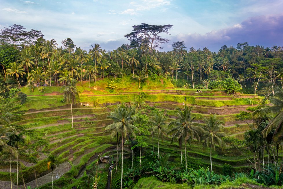 Rýžové terasy Tegallalang na Bali