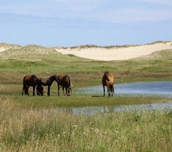 Na ostrově Sable žijí stovky divokých koní.