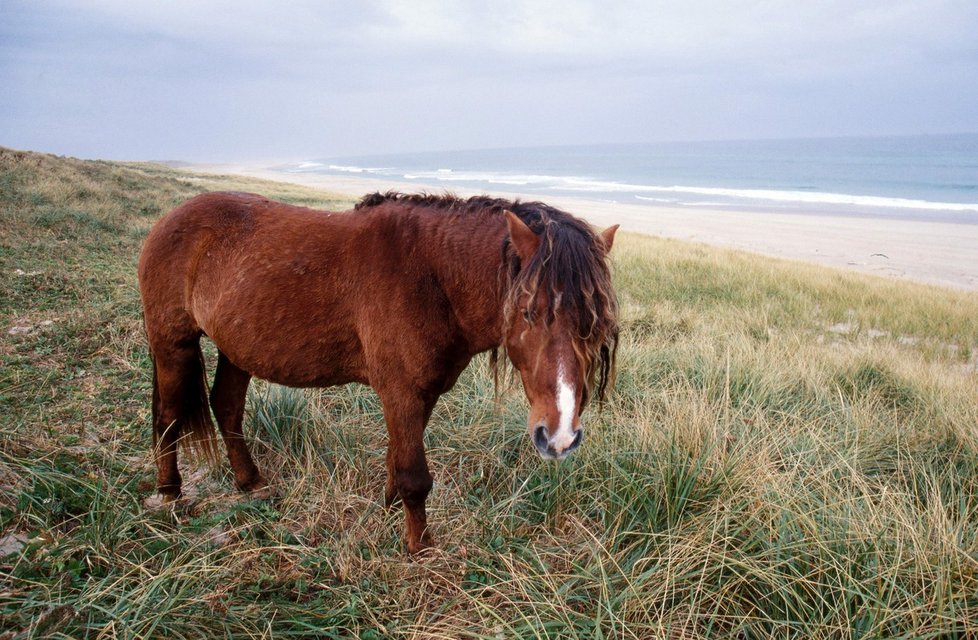 Na ostrově Sable žijí stovky divokých koní.
