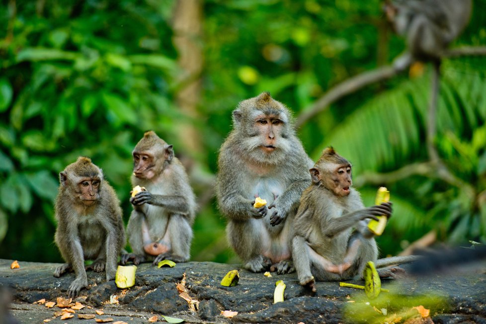 Sacred Monkey Forest Sanctuary v Ubudu na Bali