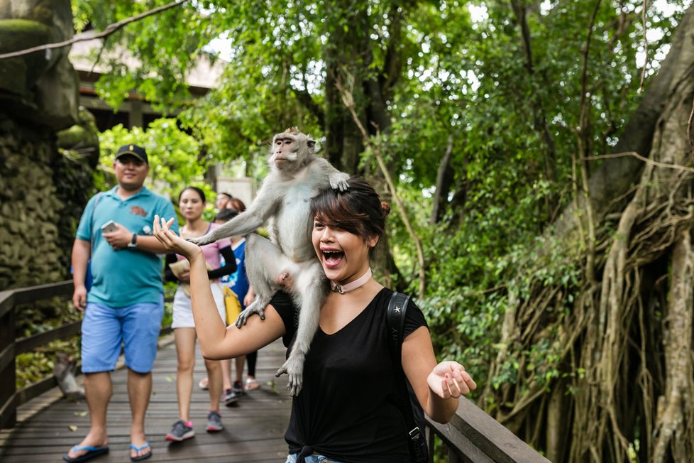 Sacred Monkey Forest Sanctuary v Ubudu