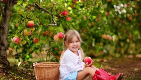 Už sedmou šarži jablek odrůdy Golden Delicious původem z Polska obsahující nadlimitní množství pesticidu odhalili inspektoři Státní zemědělské a potravinářské inspekce (ilustrační foto).