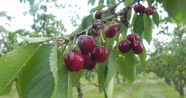 Třešňový sad rodiny Machů v Trnovém Poli nabízí tři odrůdy.
