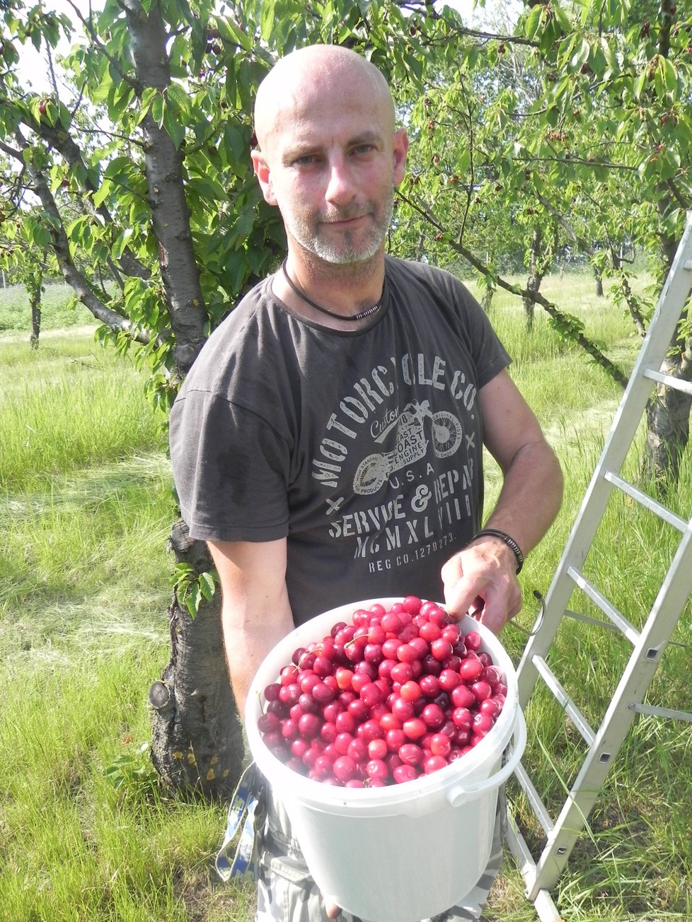 Pan Aleš přijel do rodinného sadu na Znojemsku až z Tišnova. Během tří hodin nasbíral 30 kilogramů třešní.