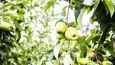 Vliv na zlevňování jablek má situace v Polsku, které je pro tuzemské zemědělce jedním z největších konkurentů.