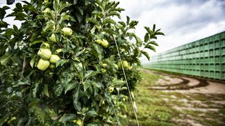 Ministerstvo spustí pro ovocnáře pomoc jako po tornádu na Moravě. Sklizeň klesne o 100 tisíc tun