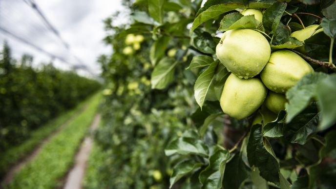 „Poláci dokážou přivézt jablka levněji, než za kolik je my vypěstujeme,“ upozorňuje šéf ovocnářské firmy Bohemia Apple.