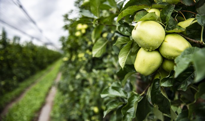 Jablečný paradox. Ceny ovoce sráží dovoz z Polska, zatímco náklady žene vzhůru inflace
