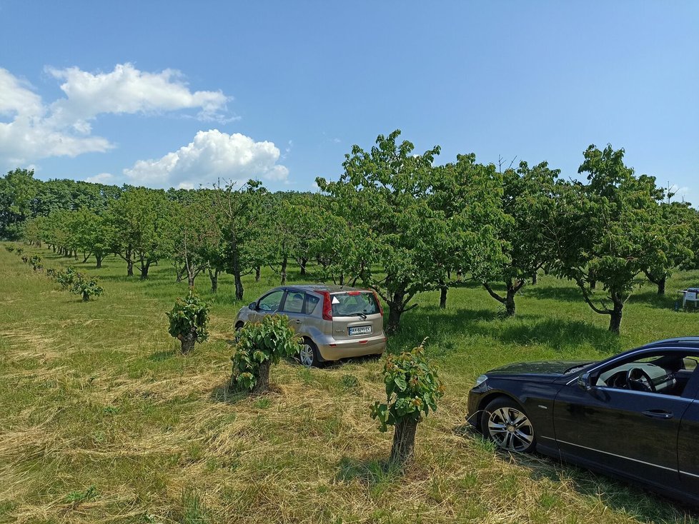 V sadu na půl cesty mezi Brnem a Znojmem pohodlně zaparkujete přímo u stromů.