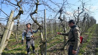 Polovina úrody ovoce je zničená. Mrazy způsobily druhou největší škodu v historii Polovina úrody ovoce je zničená. Mrazy způsobily druhou největší škodu v historii