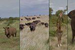 Africké safari si díky Google Street View může prohlédnout z pohodlí domova.