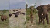 Prohlédněte si safari z pohodlí domova: Google vás vezme na virtuální prohlídku do Afriky