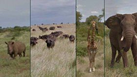 Africké safari si díky Google Street View může prohlédnout z pohodlí domova.