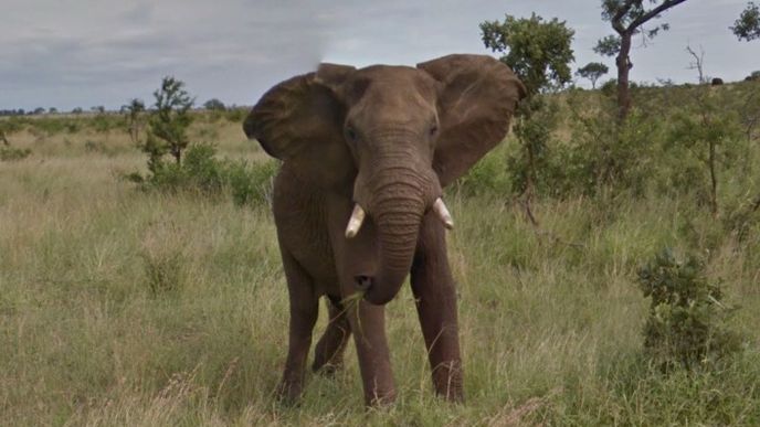 Slon v Krugerově národním parku