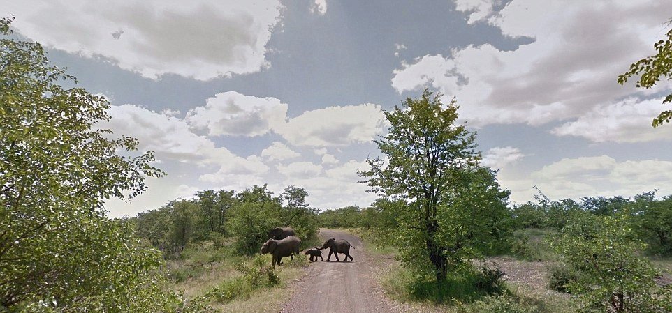 Sloni v Krugerově národním parku