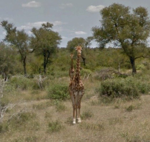 Žirafa v Krugerově národním parku