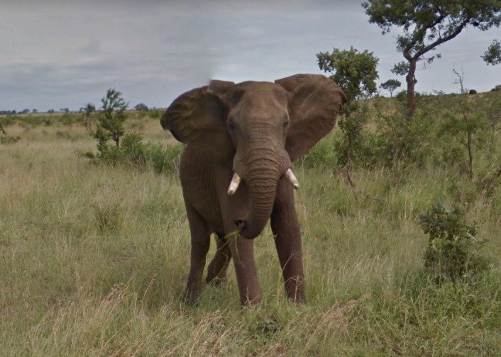 Každý vášnivý cestovatel by měl navštívit safari.