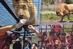 Safari v Chile: Místo zvířat jsou v klecích lidé